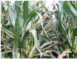 28. kép. Helminthosporium turcicummal erősen fertőzött állomány A kukorica helmintosporiózisának kialakulásában irányító szerepet játszanak a környezeti tényezők.