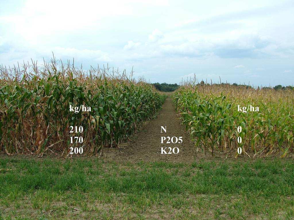 47. ábra Az elővetemény hatása a kukorica termésére a kísérlet éveinek (2005-2011) átlagában Szemtermés (t/ha ) 12,0 11,0 10,0 9,0 8,0 7,0 6,0 5,0 4,0 11,0 11,2 10,6 9,8 1,1 1,2 1,2 9,9 10,1 2,0 7,6