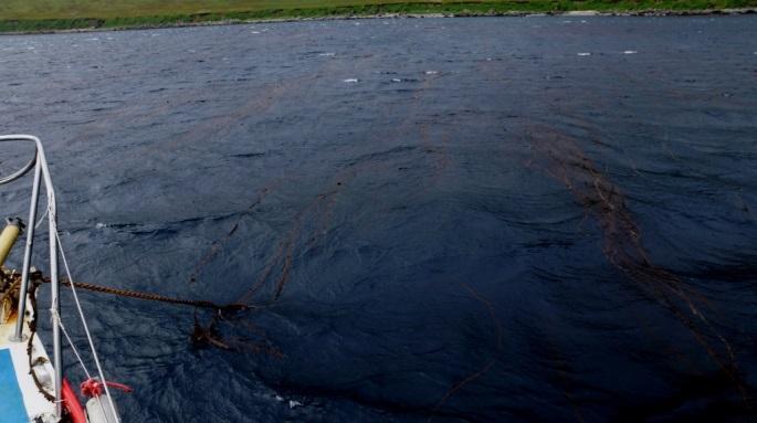 Miután ez megvolt, körbe világítottunk a nagy kézi reflektorunkkal és azt láttuk, hogy mindenütt hatalmas kelpek vesznek körül bennünket. Egy nagy kelp mező kellős közepén álltunk!