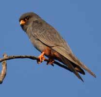 Itt vadászik rágcsálókra és kisebb madarakra az igen ritka kerecsensólyom (Falco cherrug) és a barna rétihéja (Circus aeruginosus).