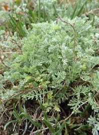 geniculatum) legnagyobb szlovákiai populációja.