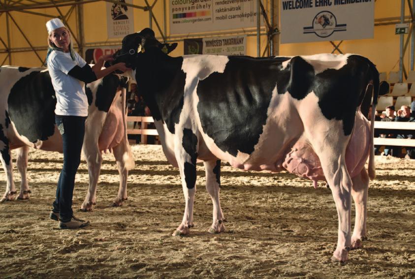 debreceni Farmer Expo versenyében hat dobogós helyet, köztük két kategóriagyőzelmet értek el az általunk forgalmazott apaállatok (Planet, Mogul, Mixer, Main Event,