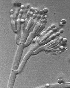 Az Aspergillus fajoknál megfigyelető, hogy a vesiculum egész felületén egy vagy két sorban fialidok helyezkednek el, ezeken ülnek a konidiumok.