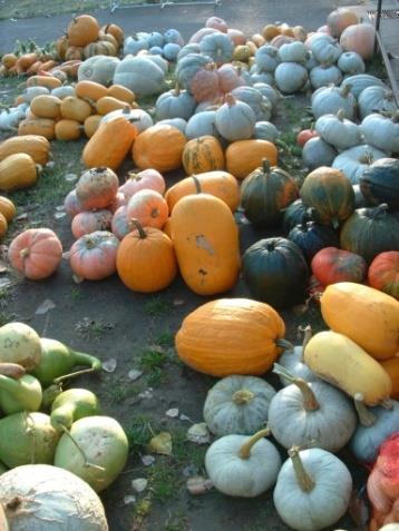 Az agrárrendszerekben a sokféleség megőrzése létkérdés, hiszen a fajtaszám csökkenés, és néhány fajta egyeduralkodóvá válása a világ