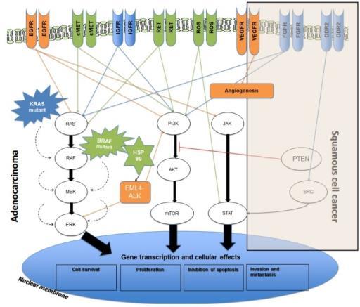 Driver mutations in non-small cell lung