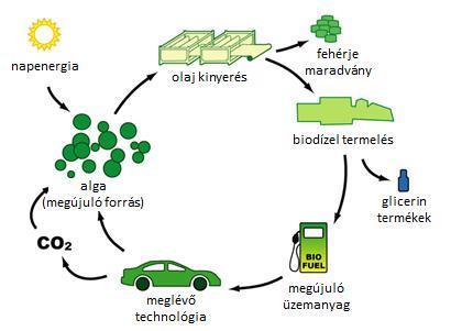 Termények Olajhozam Szükséges termőföld nagysága A létező termőföldek százalékos [l/ha] [Mha] 3 aránya az USA-ban 4 kukorica 172 1540 846 szójabab 446 594 326 repce 1190 223 122 jatropha 1892 140 77