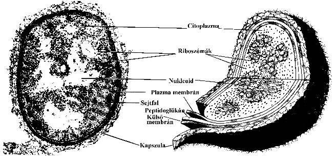 A sejt molekuláris genetikája; 1. Az élet keletkezése, a sejtek szerveződése. 6 1.7. ábra. Egy baktériumsejt szerkezete. rokból képződött óriásmolekula található.