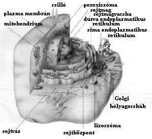 A sejt molekuláris genetikája; 1. Az élet keletkezése, a sejtek szerveződése. 7 át történik a sejtmag és a citoplazma közötti anyagáramlás. A pórusok átmérője csukott állapotban kb.