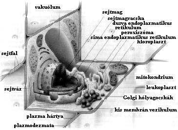 ) A mitokondriumok ősei valószínűleg Gramnegatív, a ma élő alfa-proteobaktériumok osztályába tartozó aerob, heterotróf (lásd 2. fejezet) baktériumok voltak. NPC 1.10. ábra.