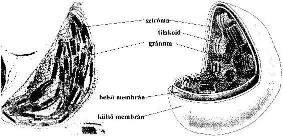 A sejt molekuláris genetikája; 1. Az élet keletkezése, a sejtek szerveződése. 8 A kloroplasztokban történik a fotoszintézis.