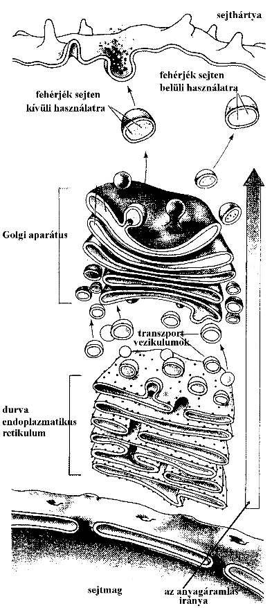 A tilakoidok tartalmazzák a fotoszintetikus pigmenteket. A kloroplasztoknak a mitokondriumokhoz hasonlóan saját DNS-ük van, szintén gyűrű alakú.