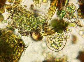 cianobaktériumok (fotoszíntetizálnak), gombák,