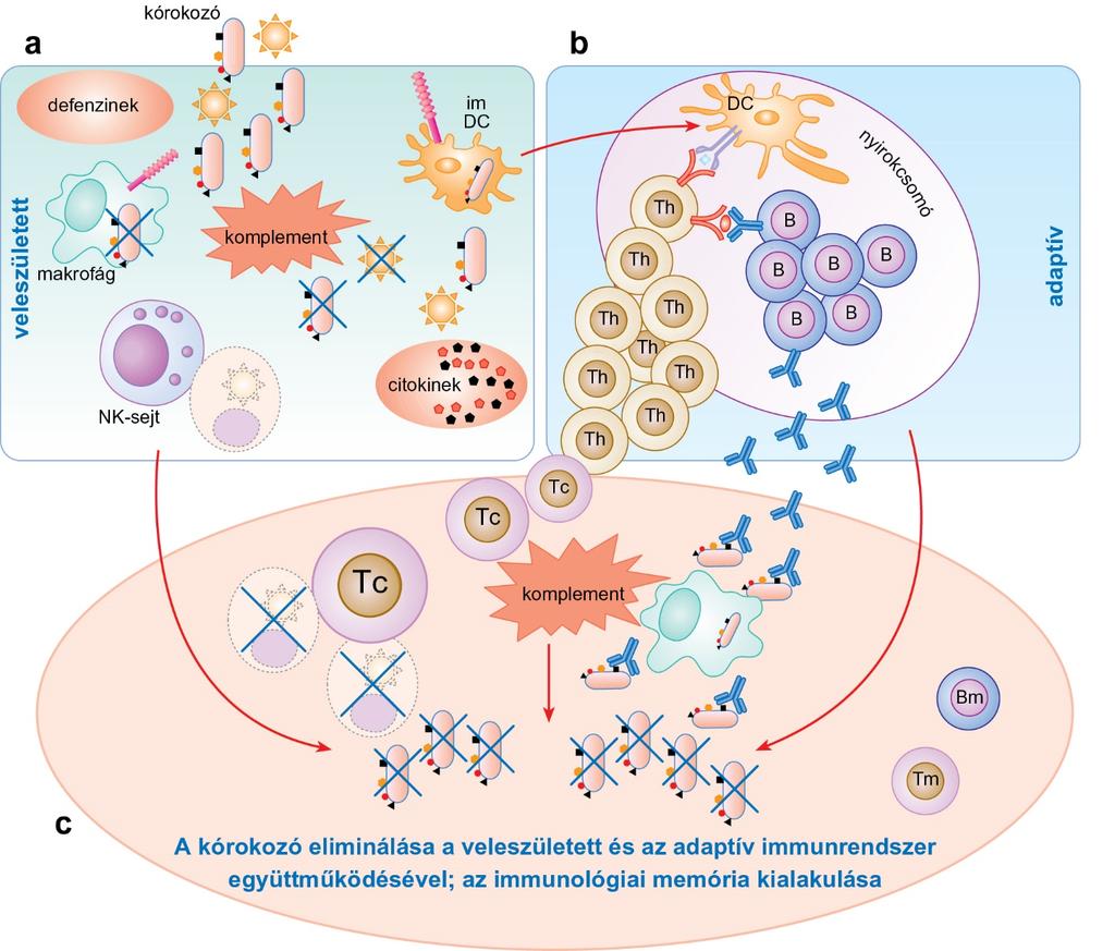 1.8. ábra A veleszületett és az adaptív immunrendszer