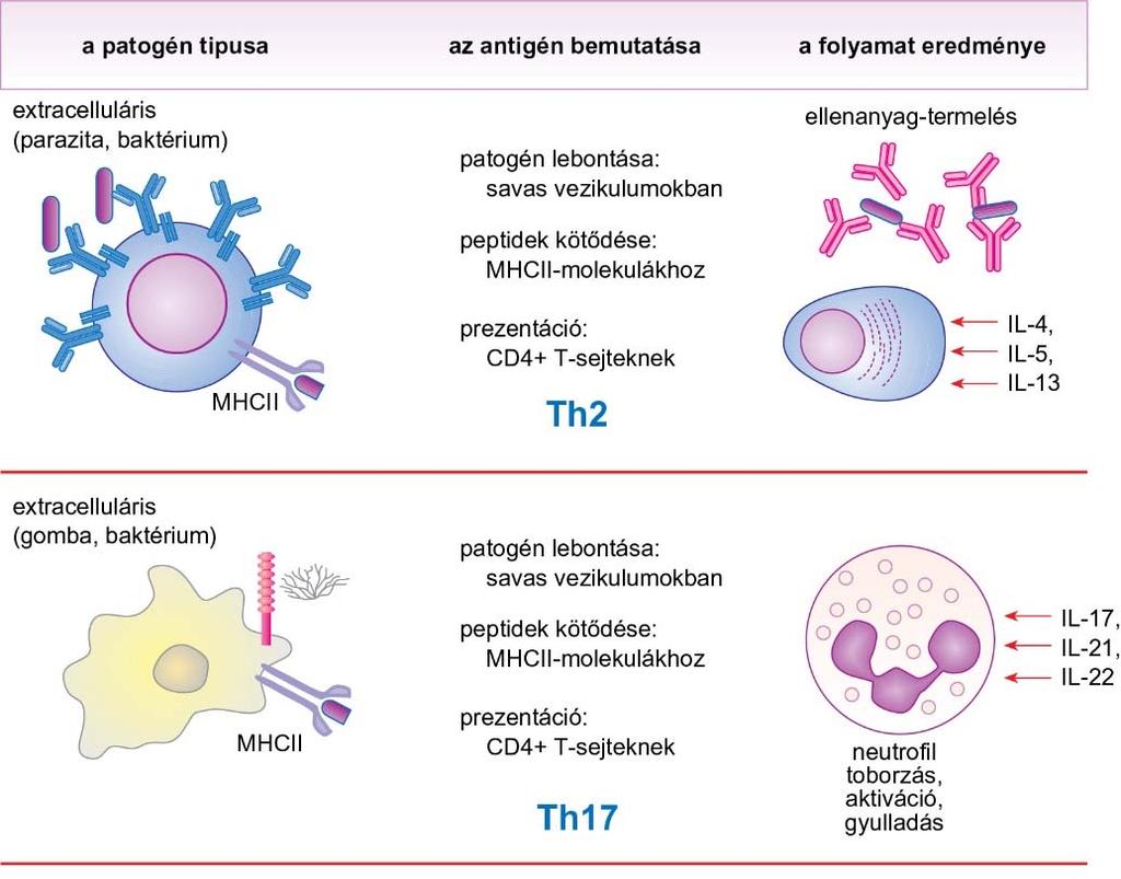 17.4. ábra A kórokozó