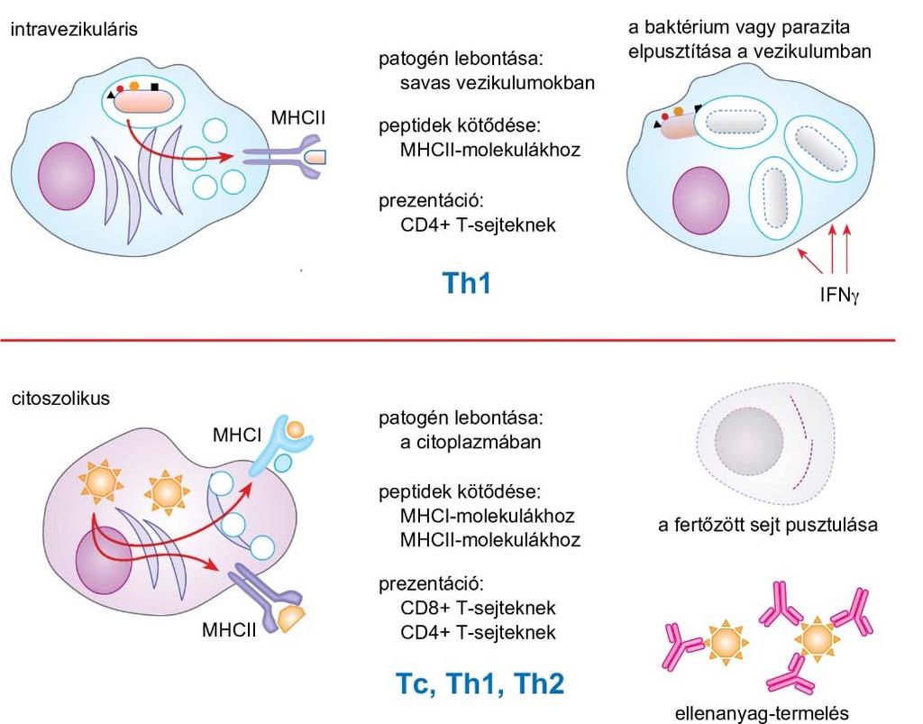 antigénprezentáció módját és