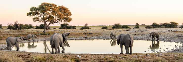 SZAFARI KÖRUTAZÁS NAMÍBIA NAMÍB-SIVATAG, SWAKOPMUND, ETOSHA NEMZETI PARK 1. nap Elutazás Budapestről menetrend szerinti repülőjáratokkal, átszállással Windhoekba. 2.