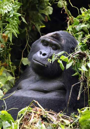 Az egykor vulkanikus terület változatos domborzatának, növényvilágának köszönhetően ma Uganda vadállományban egyik leggazdagabb része.