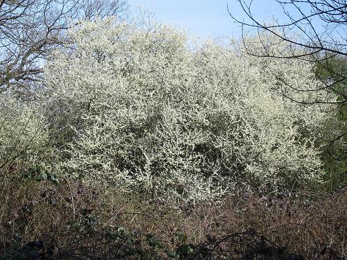 2.3.2. Kökény (Prunus spinosa L.) Európában majdnem mindenütt megtalálható, a rózsa-félék családjába tartozó, egyik legáltalánosabban elterjedt növényféle a kökény.