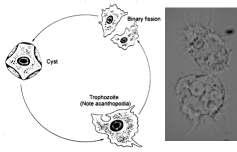 Acanthamoeba keratitis, cornea fekély, encephalitis DG: Orrváladék, cornea-kaparék, liquor Mikroszkópos vizsgálat Tenyésztés