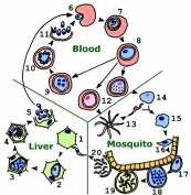 Invasive Stages Merozoite erythrocytes