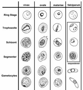 malariae Nematoda Ancylostoma duodenale Necator americanus Horogférgesség Alaktan A féreg 7-15 mm Pete ovális, 2-8 sejtes csíraplazma Patogenézis A fertőzőképes lárvák bőrön keresztül jutnak a