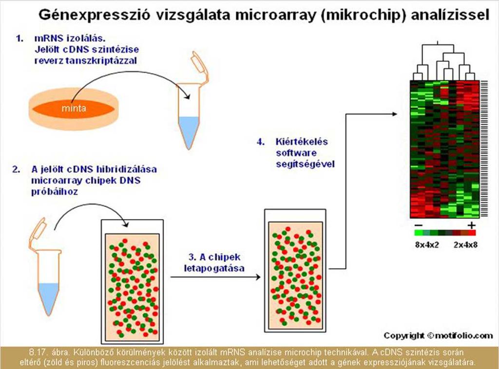 A próbák 20-5000 nukleotid hosszúságúak, génekre vagy cdns-ekre specifikus oligonukleotidok vagy in vitro szintetizált DNSfragmentumok.