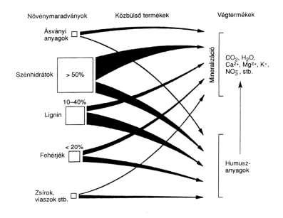 1. ábra. A mineralizáció és a humifikáció közötti összefüggések vázlata (STEFANOVITS et al.