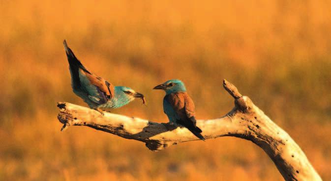 Országosan 922 kék vércsét, 844 fiókát, 19 fiatal madarat (őszi gyülekezőkön) és 59 kifejlett madarat gyűrűztek meg ornitológiai gyűrűvel és egyedi színes gyűrűs kombinációval.