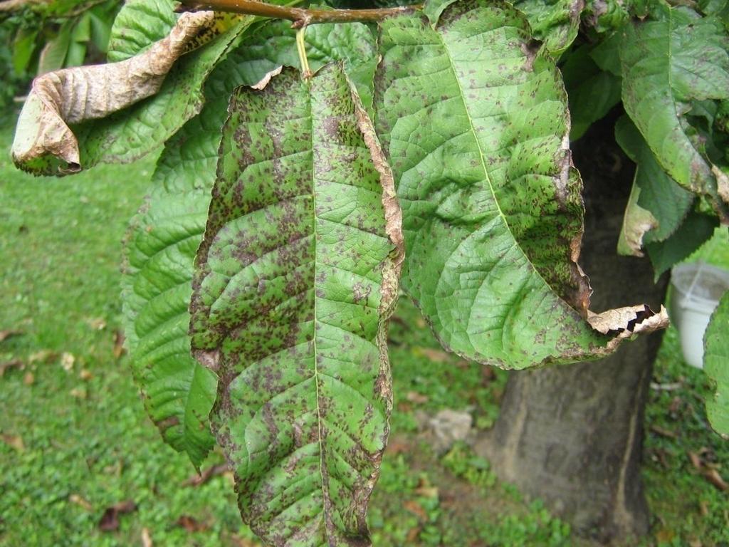 Blumeriella cseresznyén