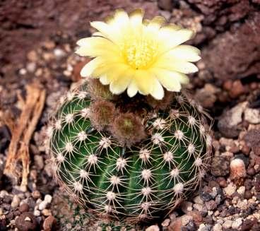 multiflorus-magonc kultúrában Fiatal Notocactus megapotamicus var.