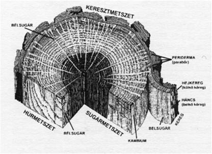 A fa szerkezete - Kéreg -Háncs -Kambium -Fatest