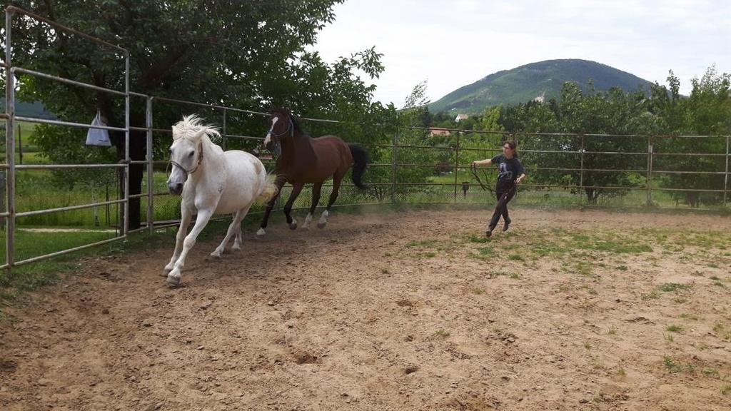 körkarámos gyakorlatok csatlakozás és az ebből továbbfejlesztett szabad lóval történő játékok Itt is az emberi oldal és annak formálása érdekel bennünket a lóval való kommunikáció