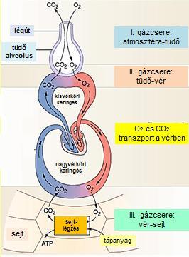 A gázcsere szintjei VO2 és VCO2 mennyiségi meghatározás (STPD) VCO2 = (VE * FECO2) - (Vi* FiCO2) A szervezet 1 perc alatt hány liter CO2-t távolít el