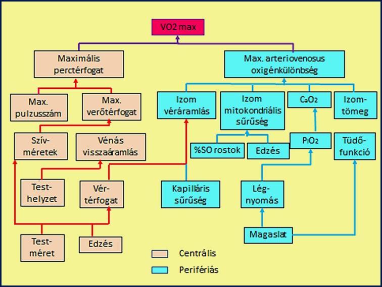 A maximális oxigénfelvételt meghatározó centrális és perifériás tényezők Robergs,R.A., Roberts, S.O.