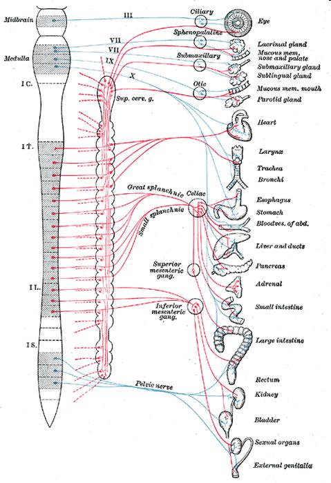 CRANIOSACRALIS