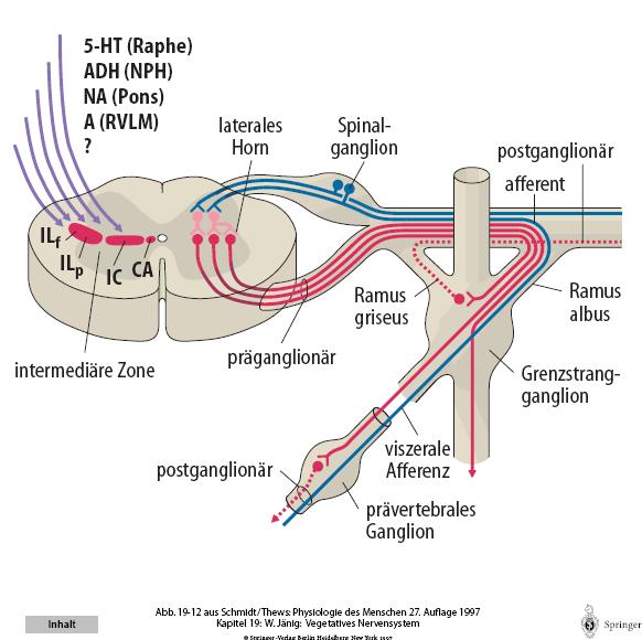 Nucleus intermediolateralis pars funicularis (PF) pars principalis (PP) pars intercalatus (PI) n.