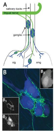 Nucleus salivatorius superior (VII) Ganglionáris synapsisok intravitális jelölése és megfigyelése