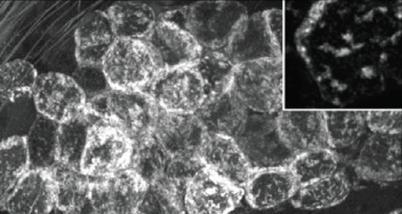 Vivo Imaging of Presynaptic Terminals and Postsynaptic Sites in the Mouse Submandibular Ganglion,