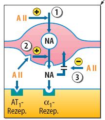 feedback) Adrenerg idegvégződés NA release presynaptikus modulációja: fokoz: adrenalin (β 2 ) angiotensin (AT 1 ) NA release