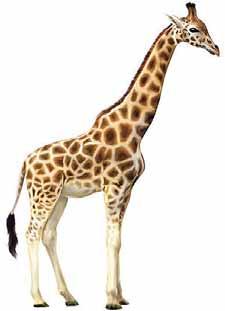 10 cm-es:.. 1.950 Ft/m 2 