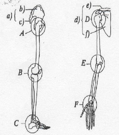 a)... b)... c)... d)... e)... f)... 6p 14. Igaz (I) vagy hamis (H)? Írd a vonalra a megfelelő betűjelet!... a) az ember mozgásszervrendszere belső vázból és rá belülről tapadó izmokból áll.