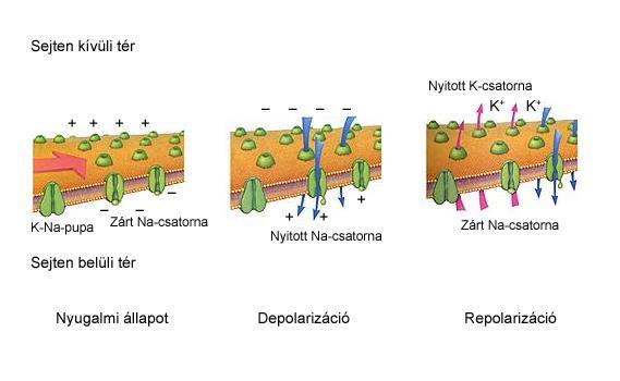 Ingerület vezetés: depolarizáció