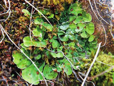 Solorina saccata (pettyegetett tárcsalapony) (8.