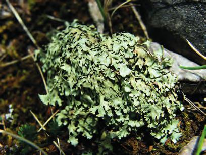 ábra) Vörös lista kategória: kihalással veszélyeztetett Balatonalmádi: Megye-hegy A balatonalmádi Megye-hegy bolygatatlan dolomitgyepjeiben, bokorerdő szegélyében található több, diszperz populációja.