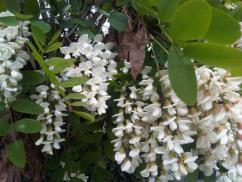 Fehér akác (Robinia pseudoacacia) É-amerikai származású faj Európába 1601-ben, hazánkba 1710-1720-ban jutott el Tömeges elterjesztésének első időszaka 1865 és 1895, majd 1923-tól alföldfásítás