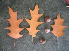 kérdéskör Vöröstölgy (Quercus rubra) Észak-amerikai faj Változatosan