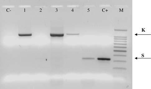 6. ábra: PCR-termékek 1,5%-os agaróz gélben futtatott gélelektroforetikus képe. Az RT-PCR reakciók az általános calicivírus primerekkel (p289/p290) történtek. A képen sertés sapovírusra (5. és 6.