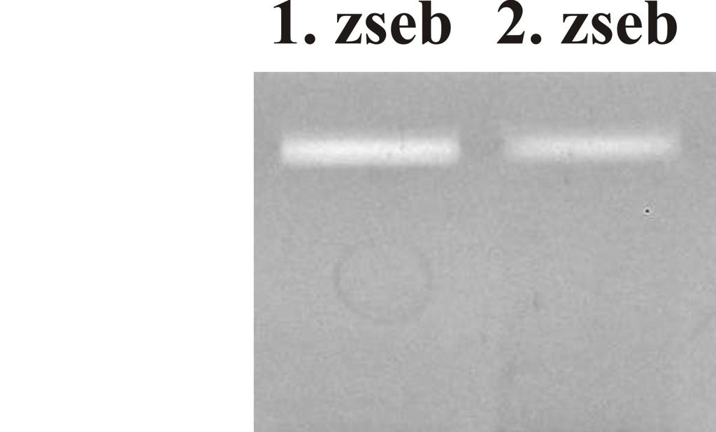 Új picornavírus azonosítása háziasított fürj (Coturnix coturnix) féceszmintájából az UNIV-KOBU szűrő -primerekkel Háziasított fürjtől (Coturnix coturnix) 2010.