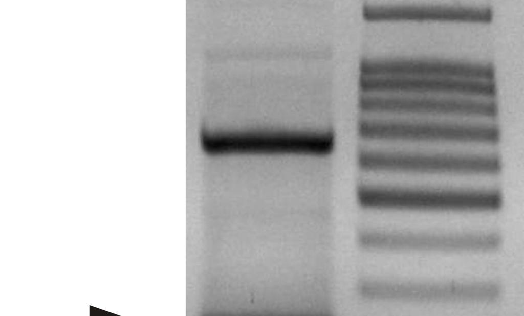 ábra: Háziasított fürj féceszmintájának RT-PCR vizsgálata UNIV-Kobu-F/UNIV-Kobu-R szűrő-primerekkel és a PCR-termék agaróz gélelektroforetikus képe. A zsebek számozása balról jobbra haladva: 1.