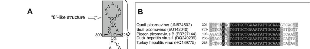 18. ábra: A quail (fürj) picornavírus (JN674502) 494 nukleotid hosszúságú 5 nem kódoló régiójának (UTR) valószínűsített másodlagos RNS szerkezete az Mfold program alapján [146].